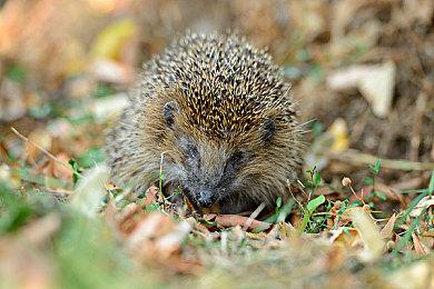 《终点咖啡馆》导演剪辑版登陆Switch